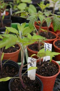 San Marzano Tomato Seedlings