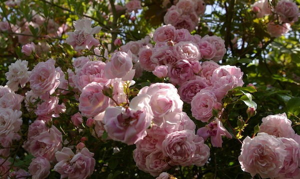 Pink rose on pergola