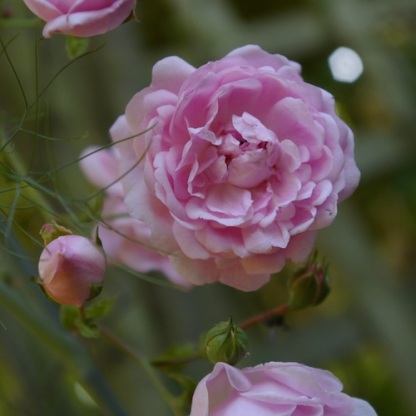 Close up of rosa Debutante