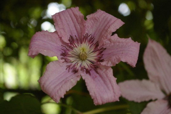 Clematis Hagley Hybrid grown with Rosa Debutante.