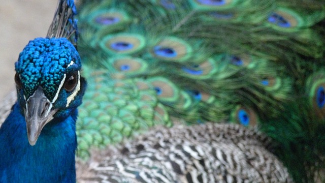 Peacock by Peter Kraayvanger 