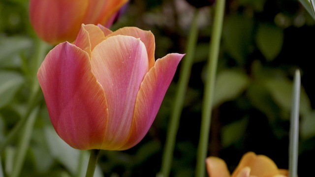 Tulipa-Princess-Irene