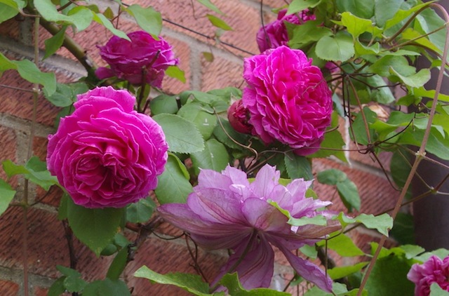pink rose and pink clematis