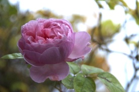 Delicate, pale pink, scented, but not that vigorous possible as short climber. Rosa St Swithun
