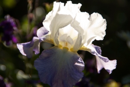 Heart-of-delicacy-iris