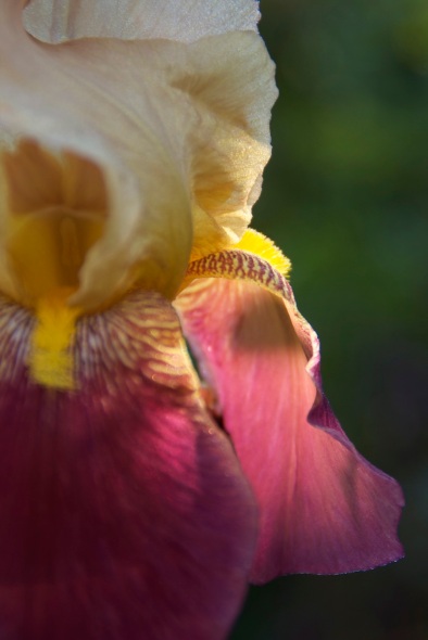 Just-finishing-Bearded-iris-brown-burgundy