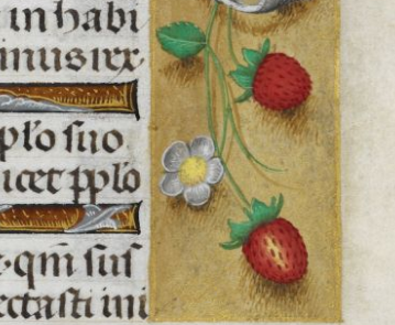 Huth Hours strawberry flowers