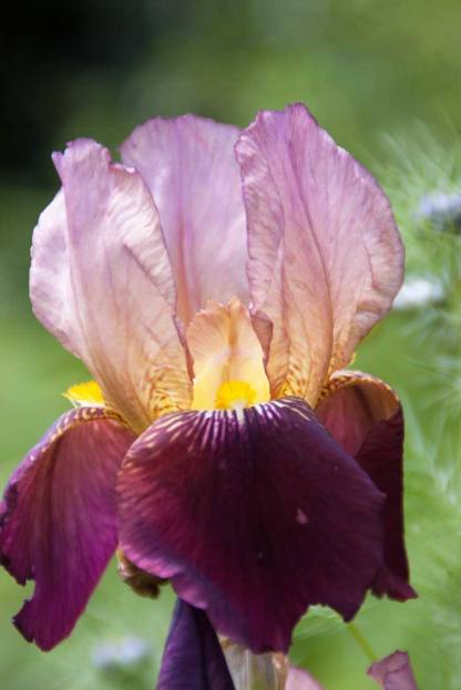 Iris-burgundy-lilac