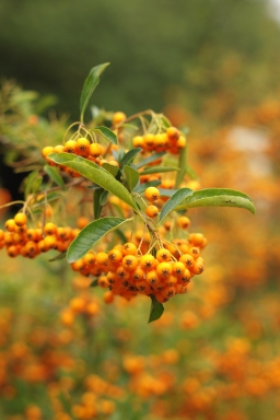 Pyracantha-berries